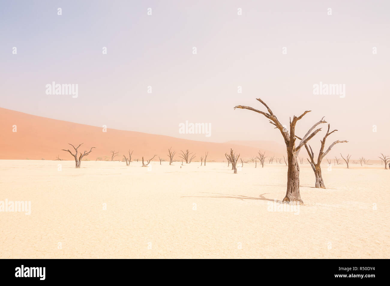 Kamel Thorn, Acacia Erioloba, Dead Vlei, windigen Tag und Sand in Suspension, Namibia Stockfoto