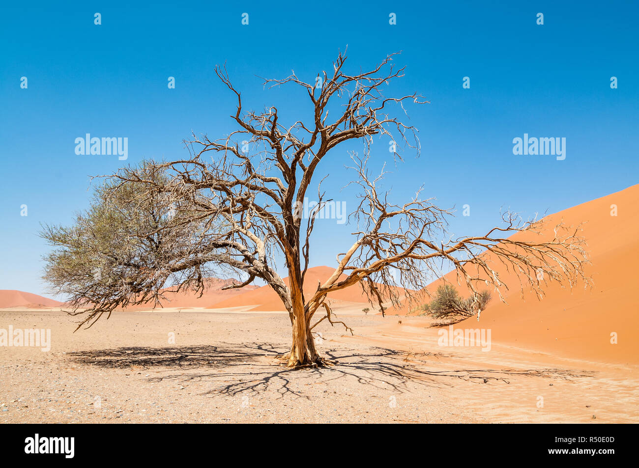 Baum neben der Düne 45, Wüste Namib, Namibia Stockfoto