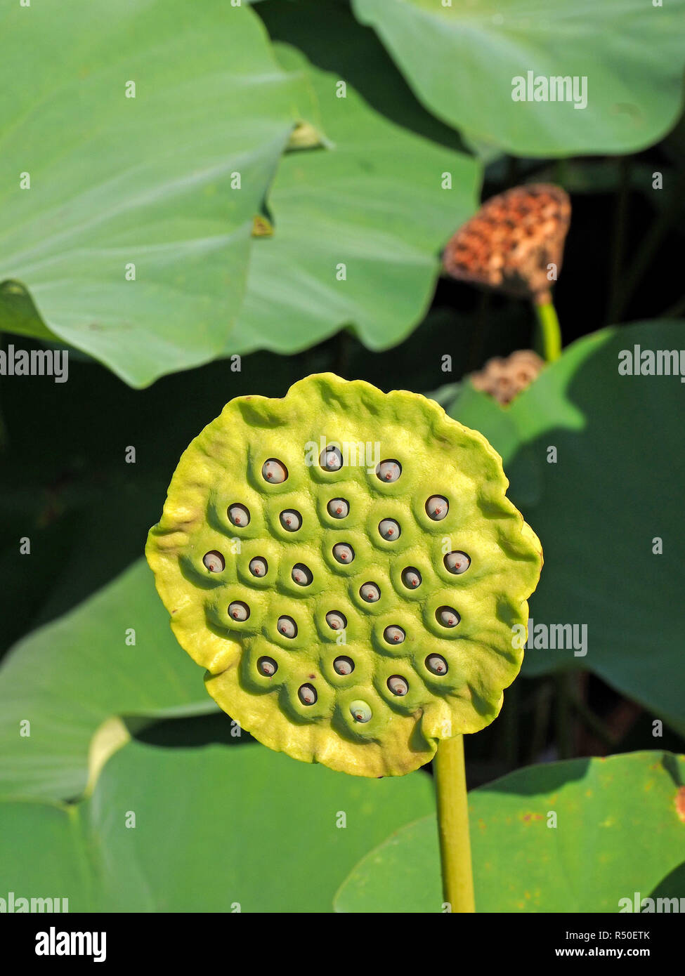 Verschiedene frische grüne seedhead der Lotusblume (Nelumbo nucifera) wie  die Brustwarzen oder starrenden Augen oder Duschkopf mit getrockneten Pod  und große Blätter Stockfotografie - Alamy