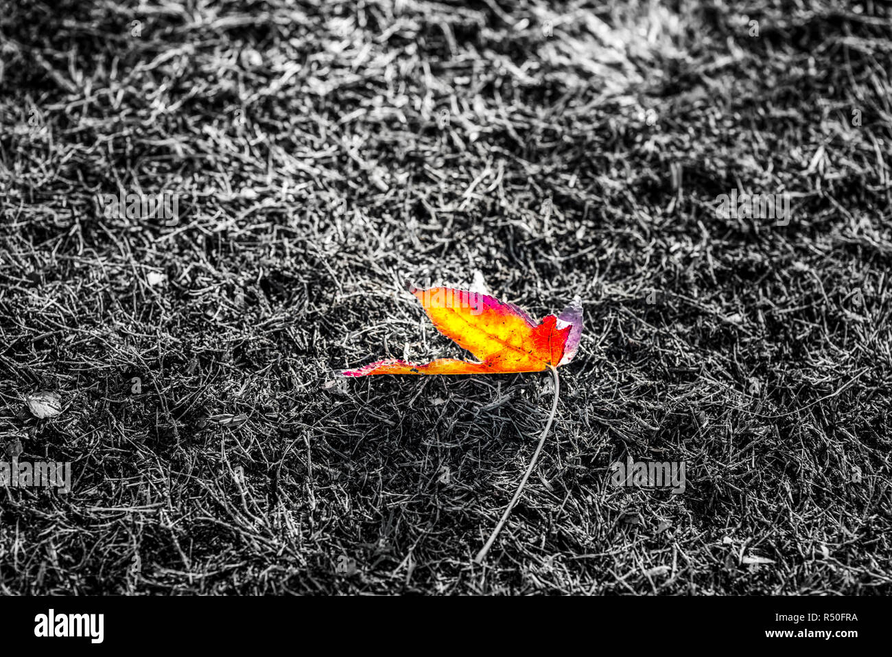Ein einzelnes Blatt, die auf dem Gras. Foto bearbeitet durch selektive Farbkorrektur. Stockfoto