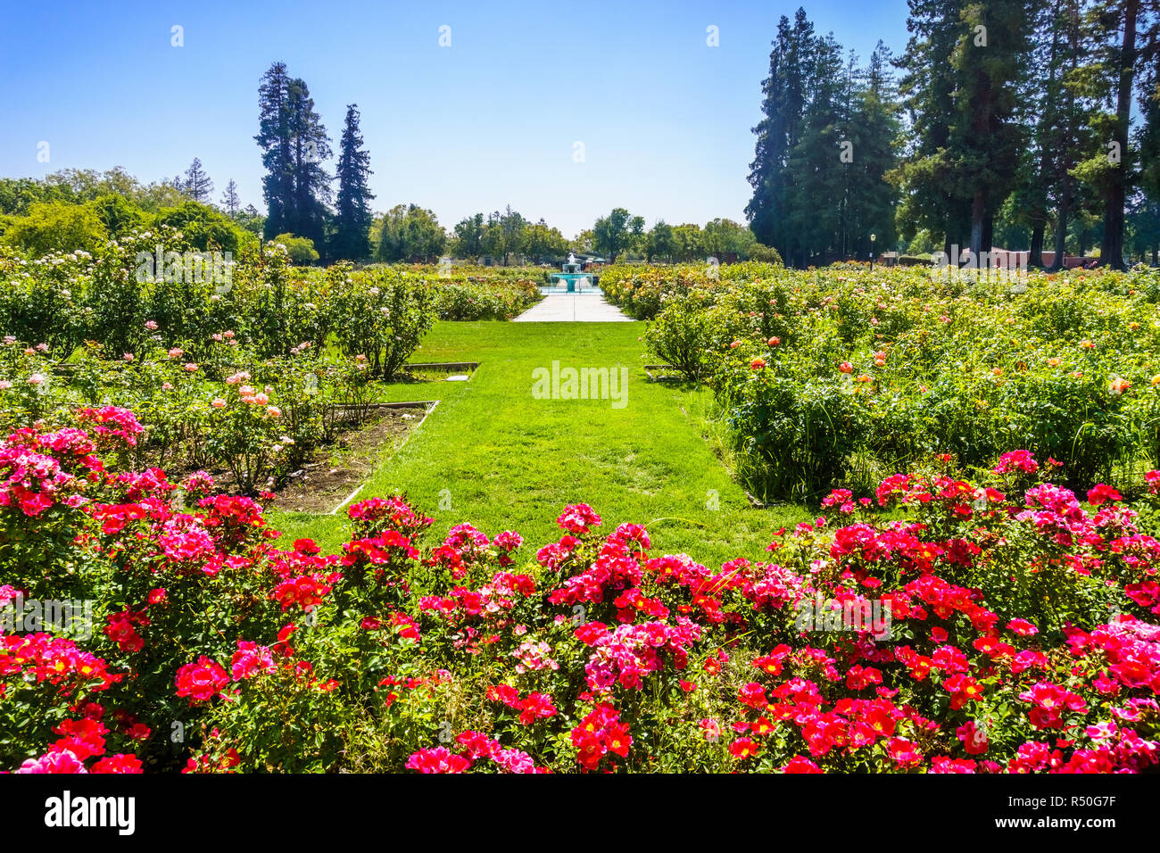 Wunderschöne Gartenanlagen mit Rosen in voller Blüte, der kommunalen Rosengarten, San Jose, San Francisco Bay Area, Kalifornien Stockfoto