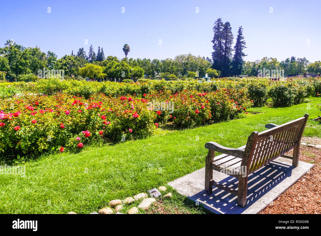 Landschaft im Städtischen Rosengarten, San Jose, San Francisco Bay Area, Kalifornien Stockfoto