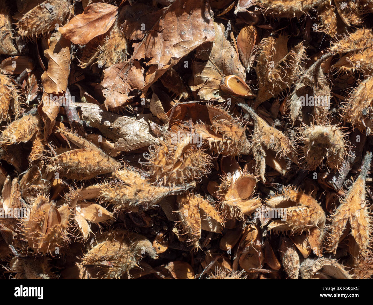 Beechnut auf Waldboden Stockfoto