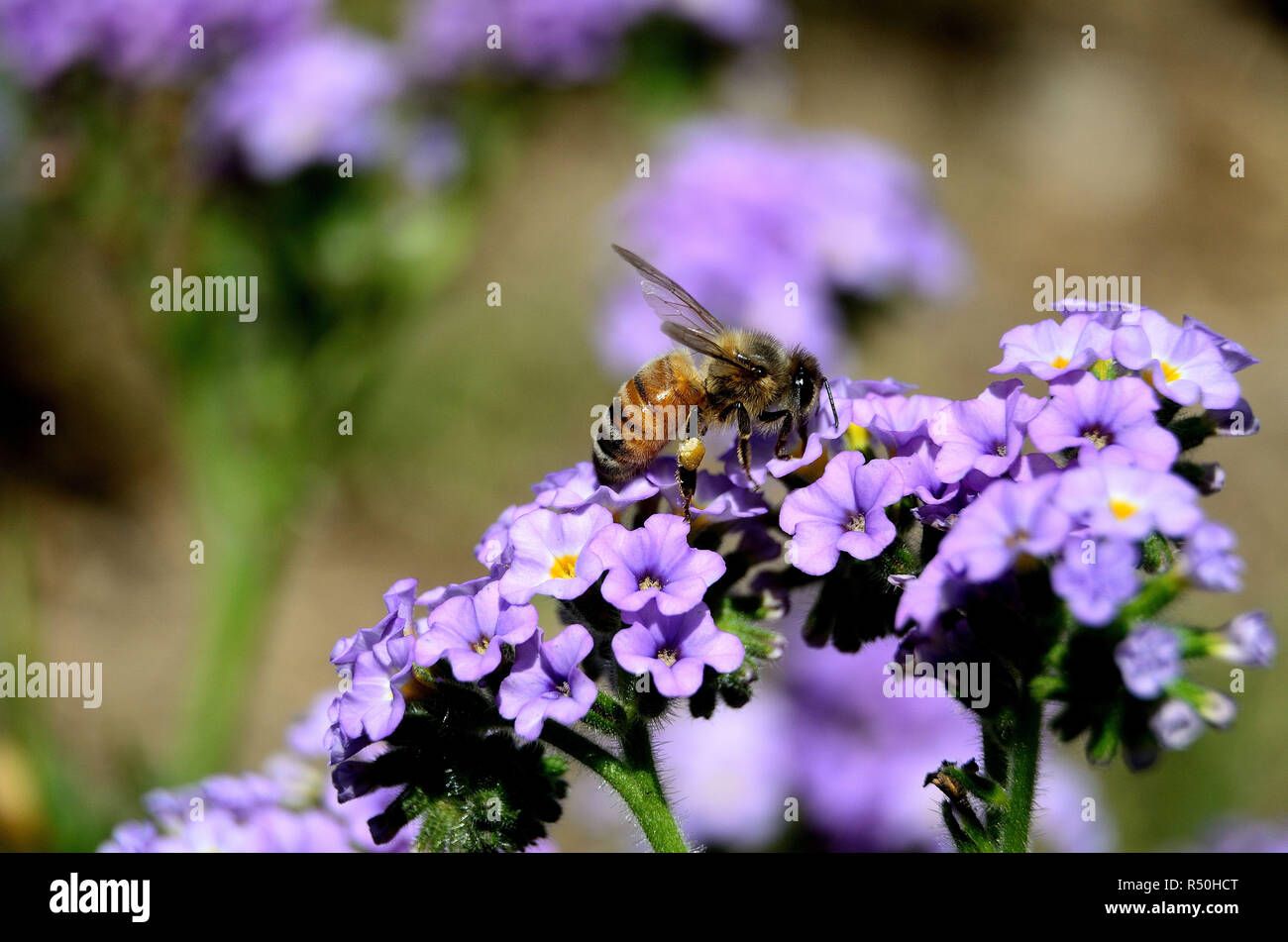 Biene essen und das Sammeln von Nektar von lila Blüten Stockfoto