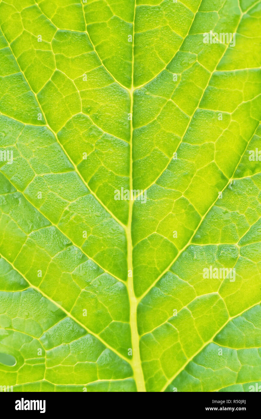 Textur von grünes Gemüse Blatt close-up. natürliche Hintergrund, Blatt Fasern Stockfoto