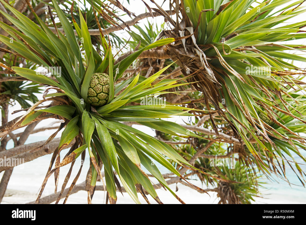 Palm Tree mit einem grünen Kokosnuss Stockfoto