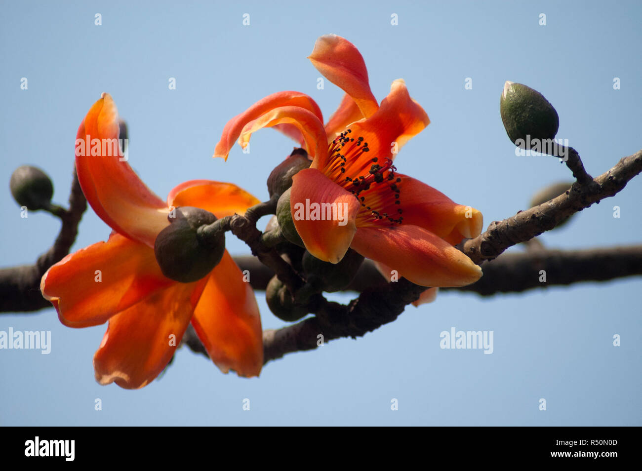 Seide Baumwolle auch bekannt als Bombax Ceiba, Shimul Blume. Dhaka, Bangladesch. Stockfoto