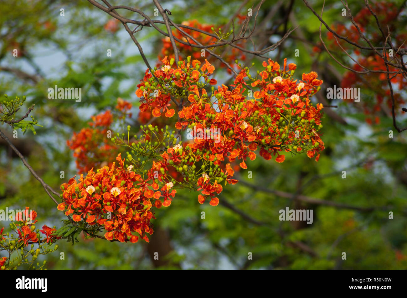 Delonix regia auch bekannt als Krishnachura, Flame Tree, Royal Poinciana, Gulmohar. Dhaka, Bangladesch. Stockfoto