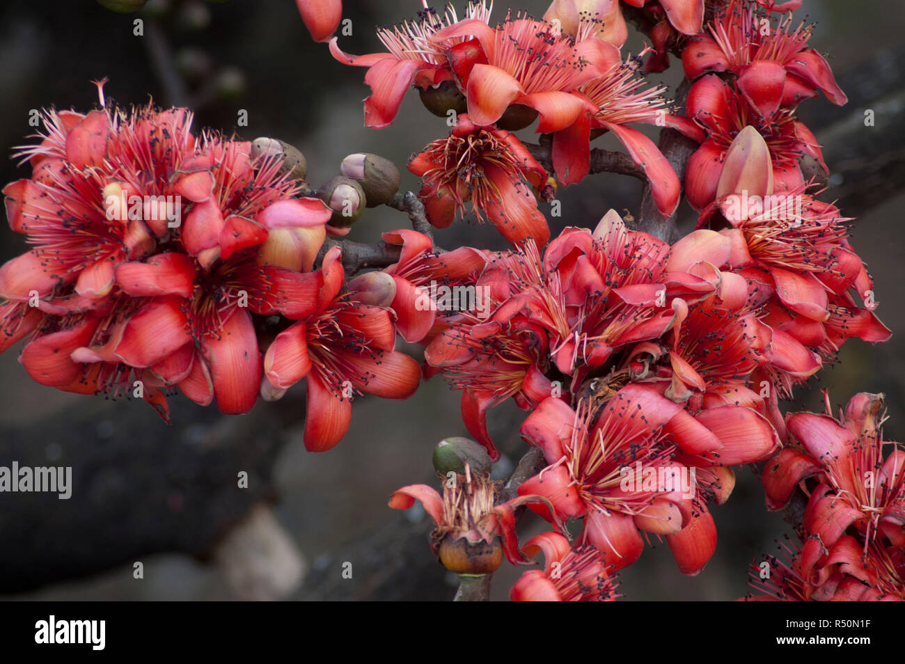 Seide Baumwolle auch bekannt als Bombax Ceiba, Shimul Blume. Dhaka, Bangladesch. Stockfoto