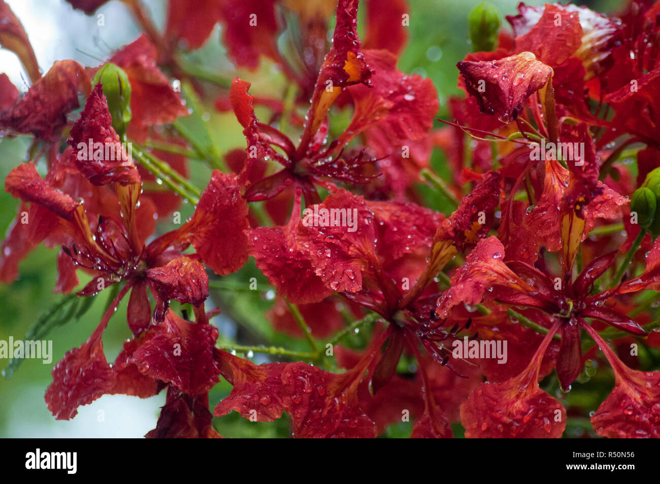 Delonix regia auch bekannt als Krishnachura, Flame Tree, Royal Poinciana, Gulmohar. Dhaka, Bangladesch. Stockfoto