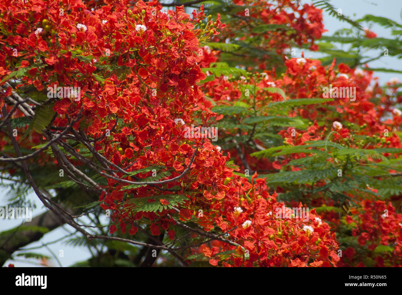 Delonix regia auch bekannt als Krishnachura, Flame Tree, Royal Poinciana, Gulmohar. Dhaka, Bangladesch. Stockfoto