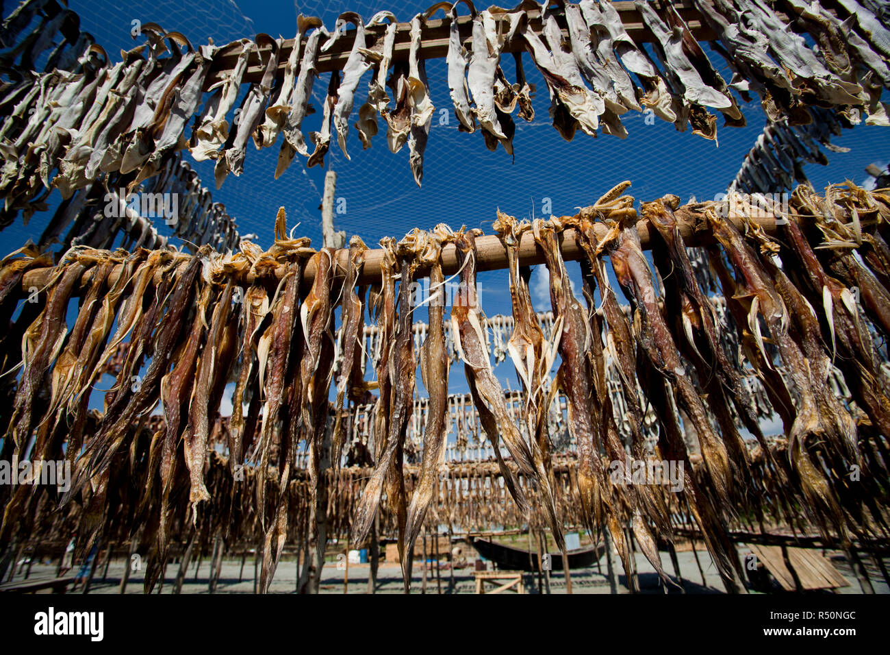 Trockener fisch Werk Kuakata. Patuakhali, Bangladesch. Stockfoto