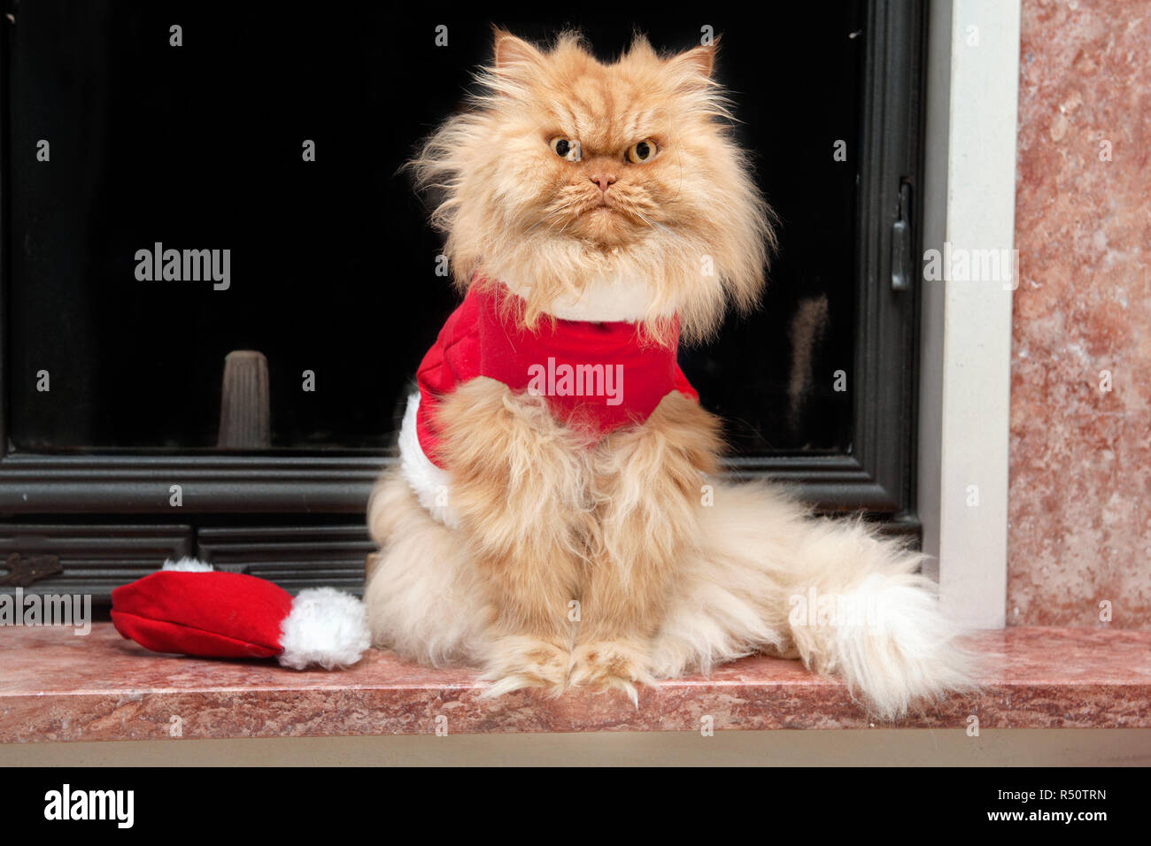 Orange Persian cat mit Santa Claus Kostüm vor dem Kamin sitzen Stockfoto