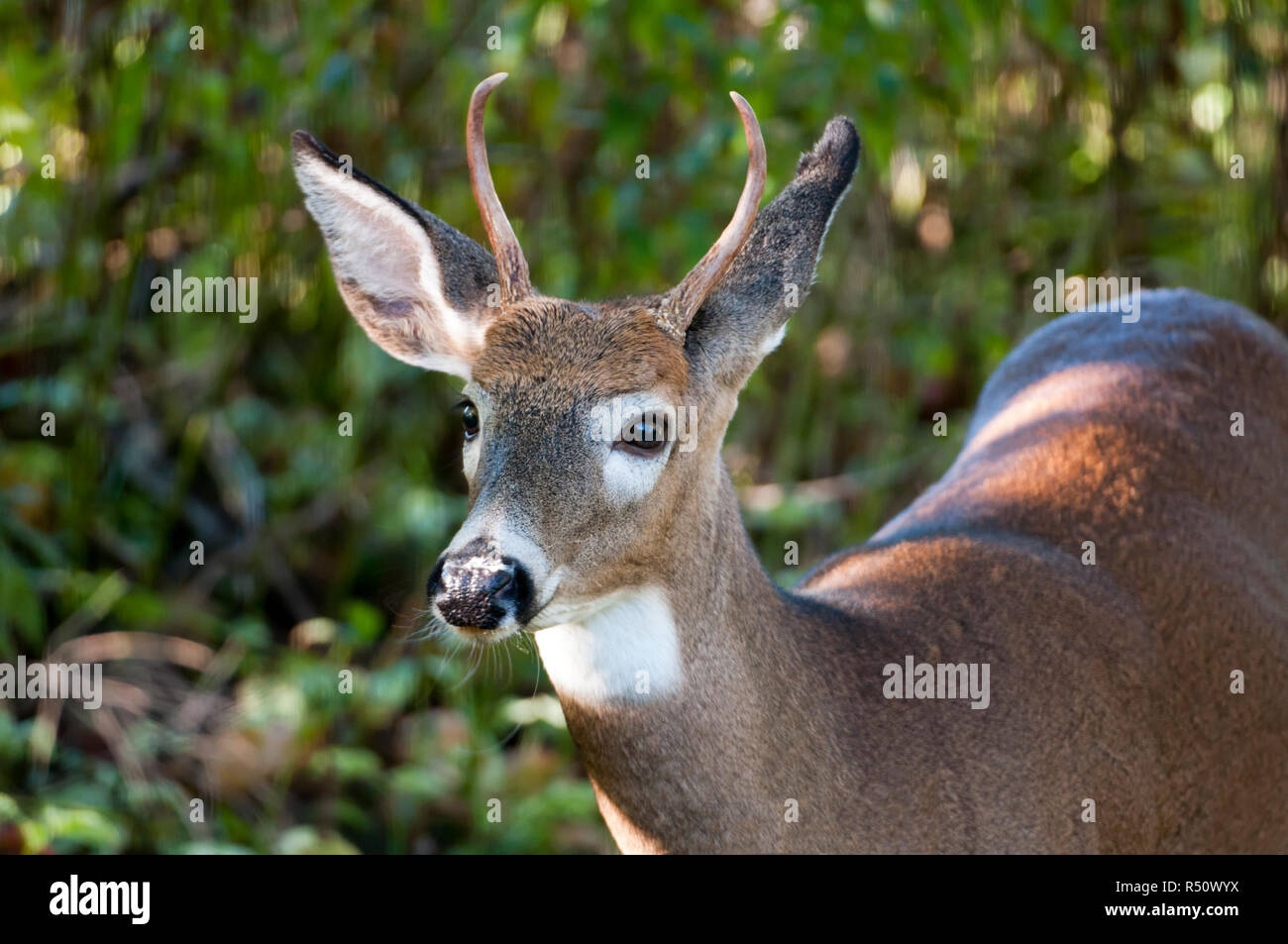 Nahaufnahme von einem Bock Hirsche mit Geweihen, die für die Kamera posieren Stockfoto