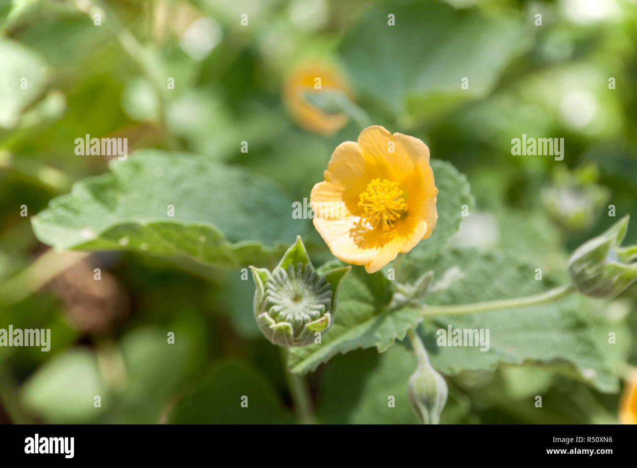 Kleine gelbe Blumen Stockfoto