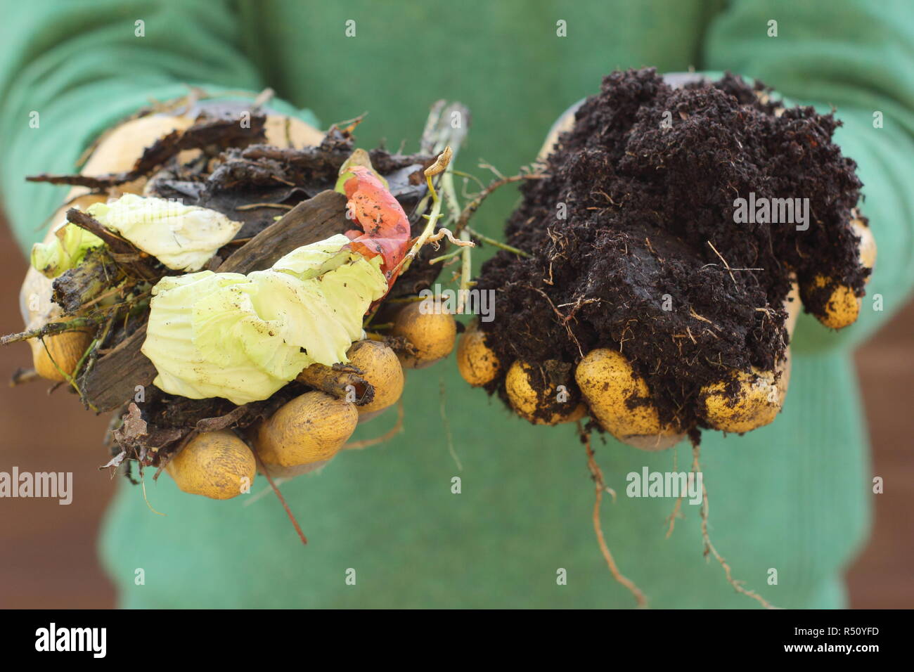 Vor und nach dem Kompost. Kompost aus Garten- und Küchenabfällen mit Pappmaterial (L), zersetzt in ein reichhaltiges, hausgemachtes Bodenergänzungsmittel (R). Stockfoto