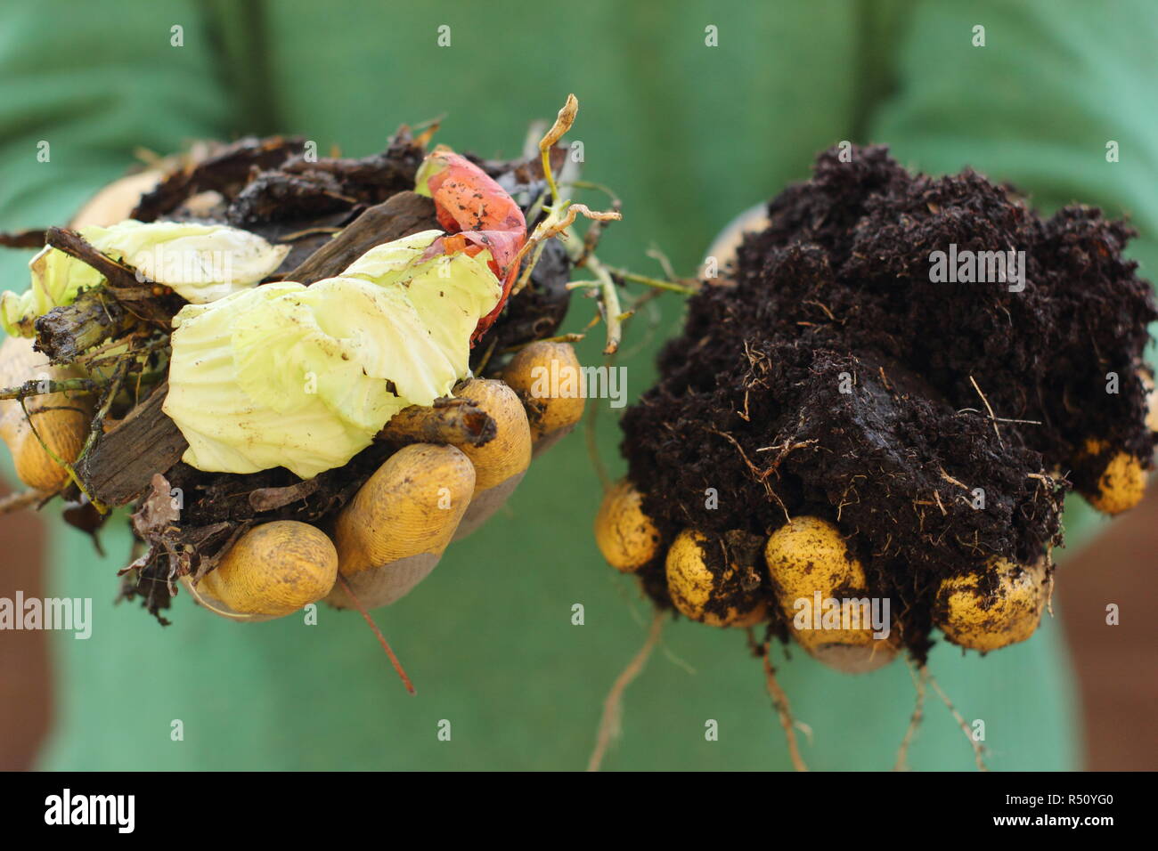 Vor und nach dem Kompost. Kompost gemacht mit Garten- und Küchenabfälle mit Pappe (L) zersetzt sich in einen reichen, hausgemachten Boden ergänzen (R) Stockfoto