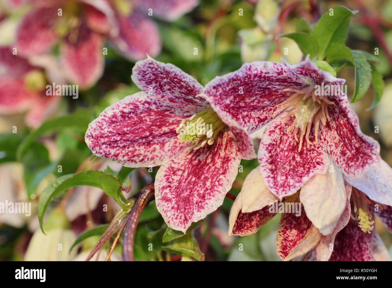 Clematis cirrhosa var. Purpurascens "sommersprossen". Clematis Sommersprossen, eine immergrüne Winterblüher Kletterer, Blüte in einem Englischen Garten, UK. Hauptversammlung Stockfoto