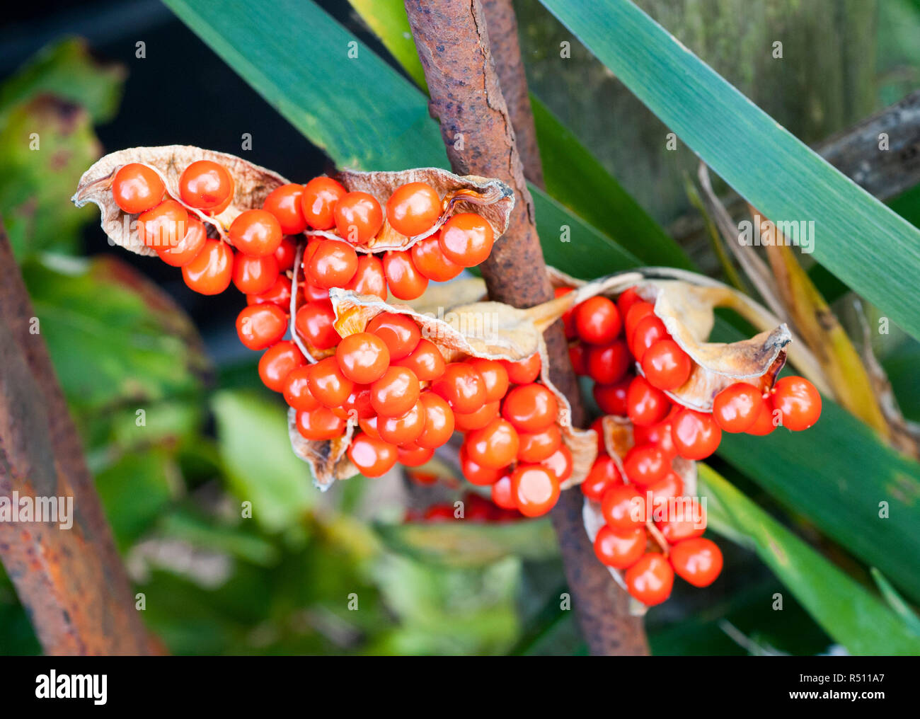 Iris foetidissima var. citrina viele leuchtend orange Samen in Samenschale Stockfoto