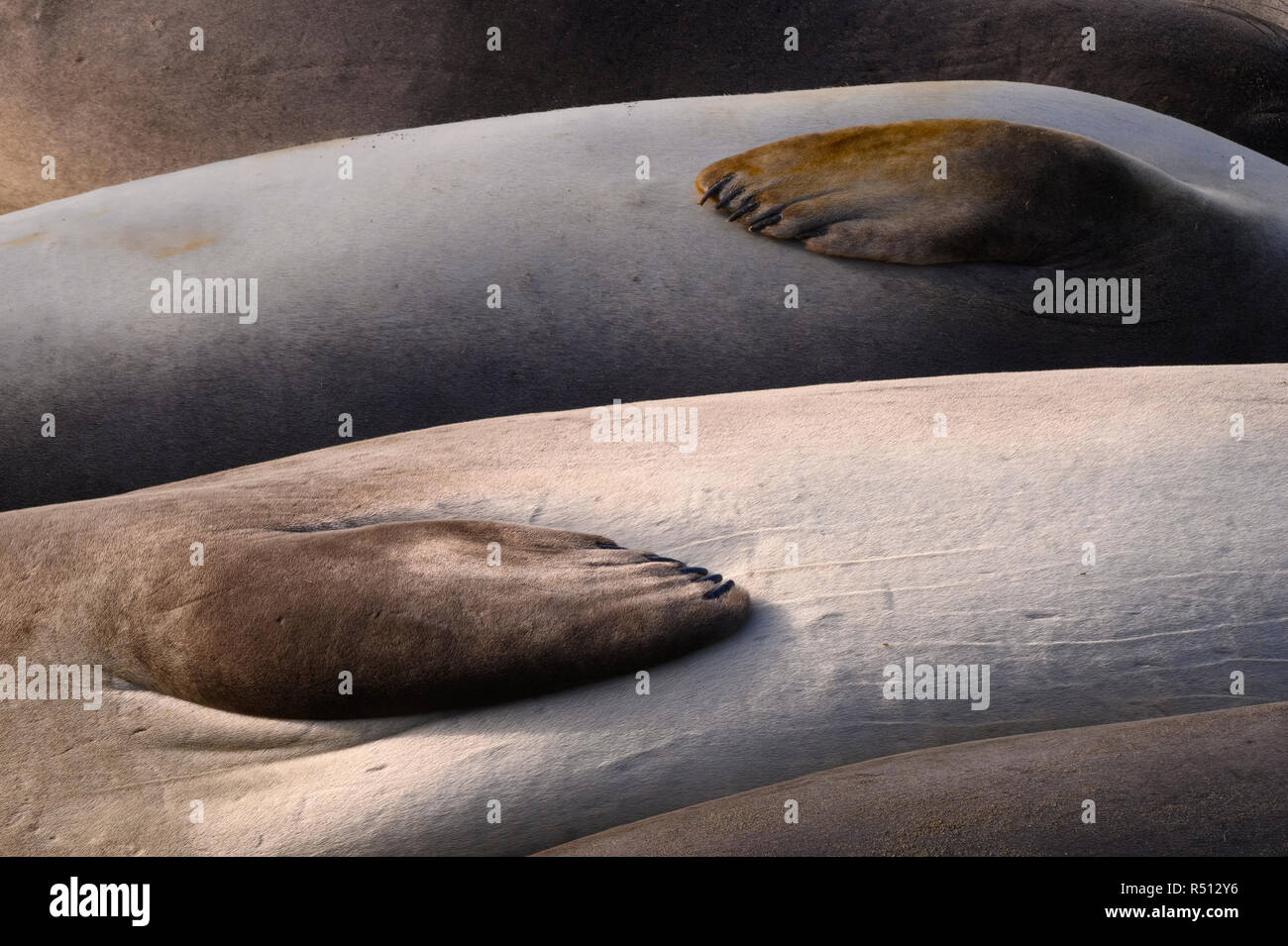Seeelefanten am Piedras Blancas, zentrale Küste von Kalifornien. Stockfoto
