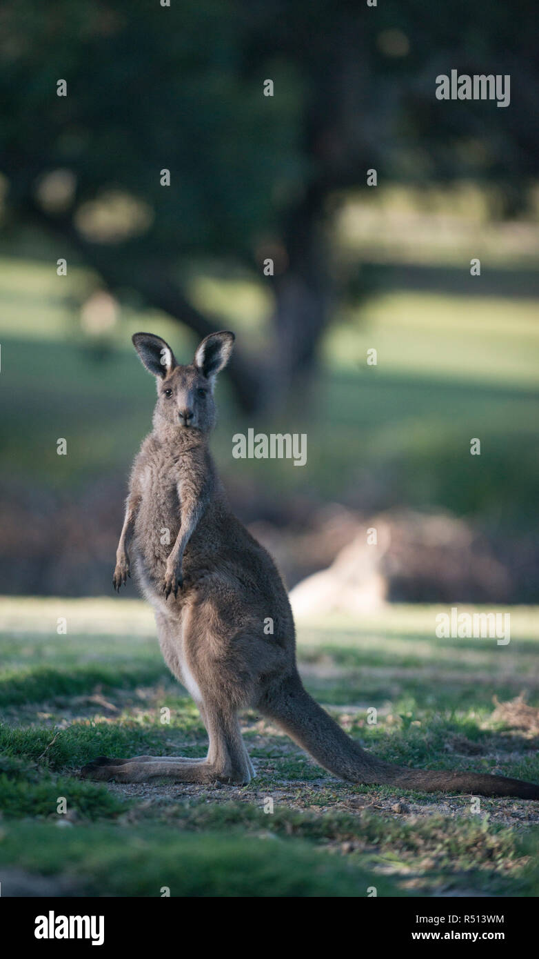 Stehend grau Kangaroo zu achten. Stockfoto