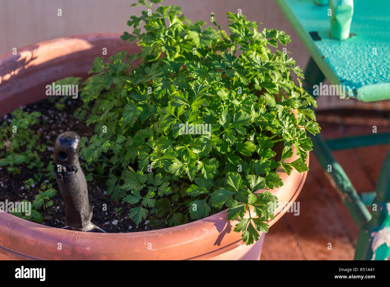 Eine Petersilie Pflanzen in einem Topf mit Morgenlicht. Stockfoto