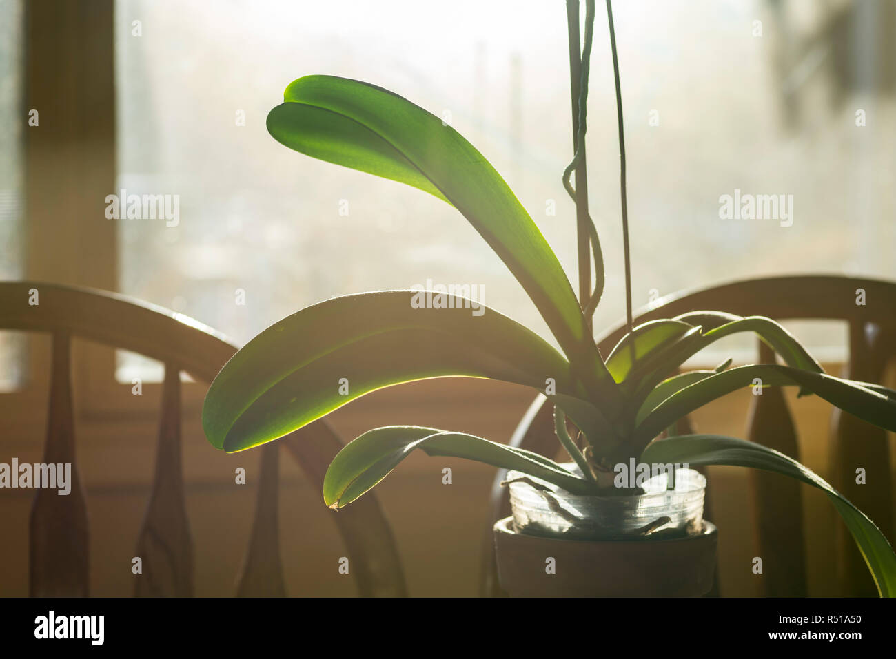 Ein Haus Pflanze fotografiert vor einem Fenster mit Morgenlicht. Stockfoto