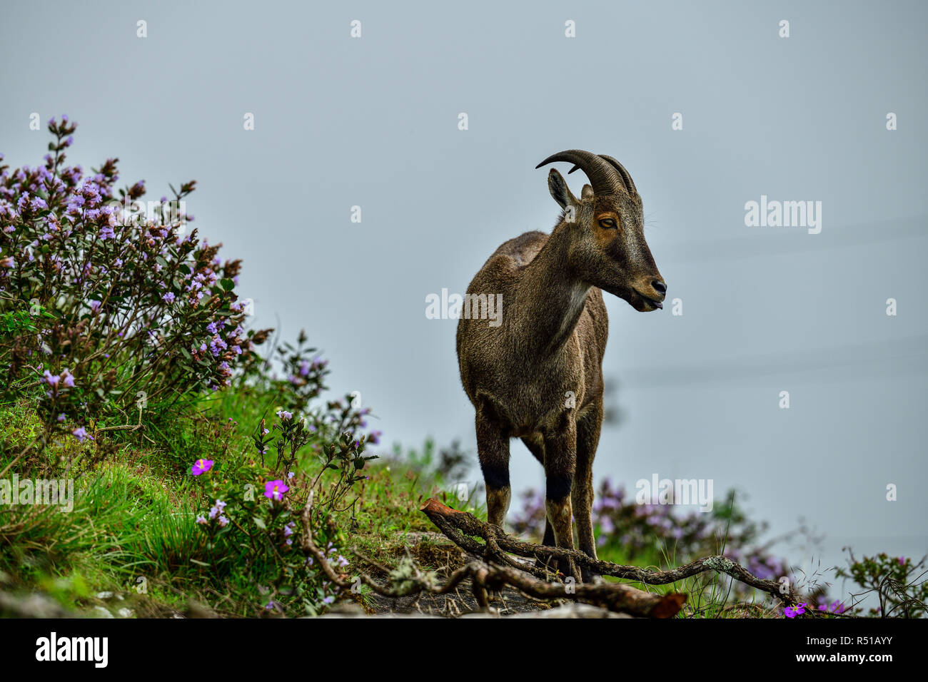 Liebevolle Szene der Nilgiri Tahr durch die blühenden Büsche von eravikulam Nationalpark, Munnar, Kerala, Indien Stockfoto