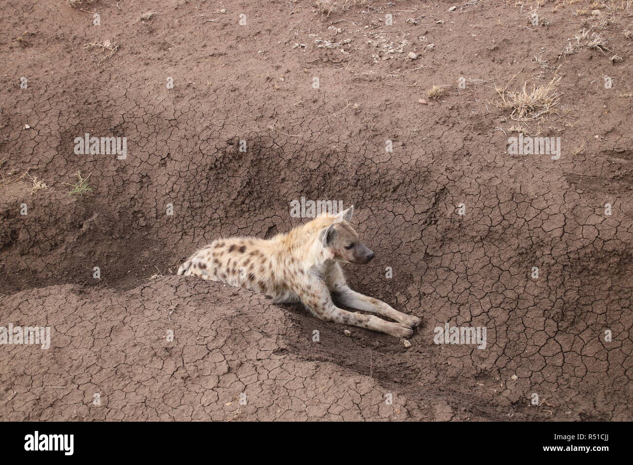 Hyäne in einem Gully ruhen Stockfoto