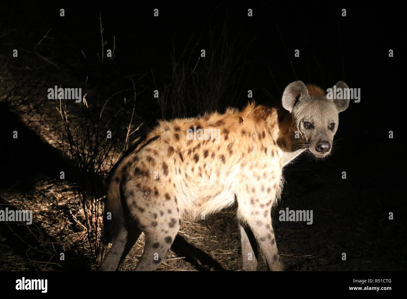 Hyäne spotted Walking während einer Nacht Safari Stockfoto