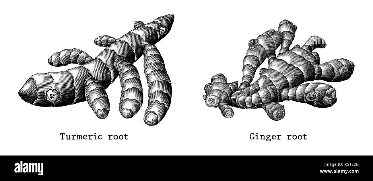 Ingwer und Kurkuma Wurzel botanischer Hand zeichnen vintage Clipart auf weißem Hintergrund Stock Vektor