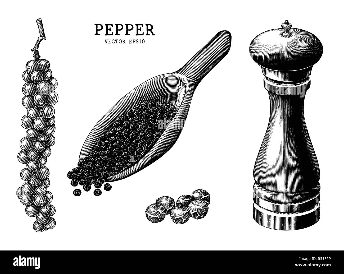 Pfeffer Sammlung Hand Zeichnen Vintage Clipart Auf Weissem Hintergrund Stock Vektorgrafik Alamy