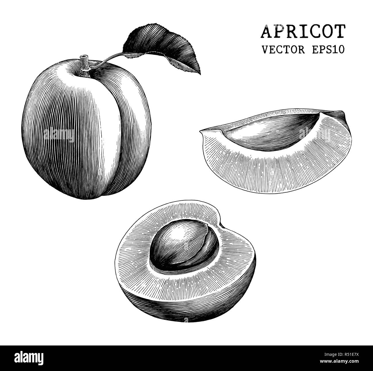 Aprikose Sammlung Hand zeichnen vintage Clipart auf weißem Hintergrund Stock Vektor