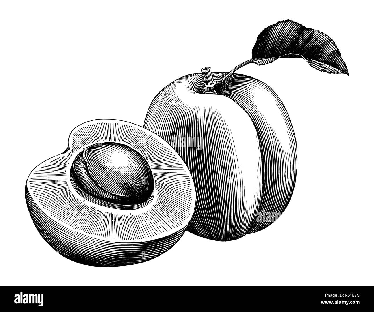 Aprikose Sammlung Hand zeichnen vintage Clipart auf weißem Hintergrund Stock Vektor