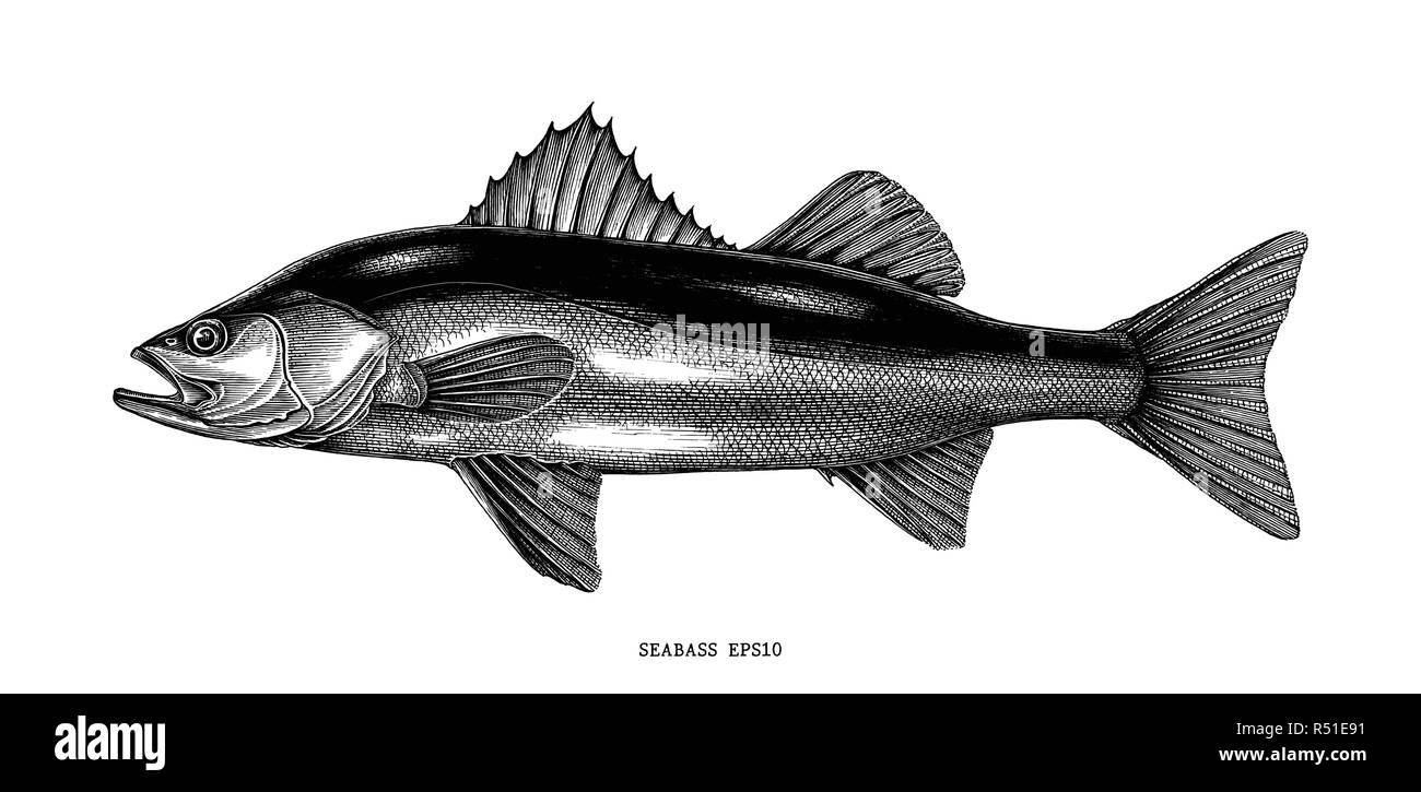 Wolfsbarsch Hand zeichnen vintage Clipart auf weißem Hintergrund Stock Vektor