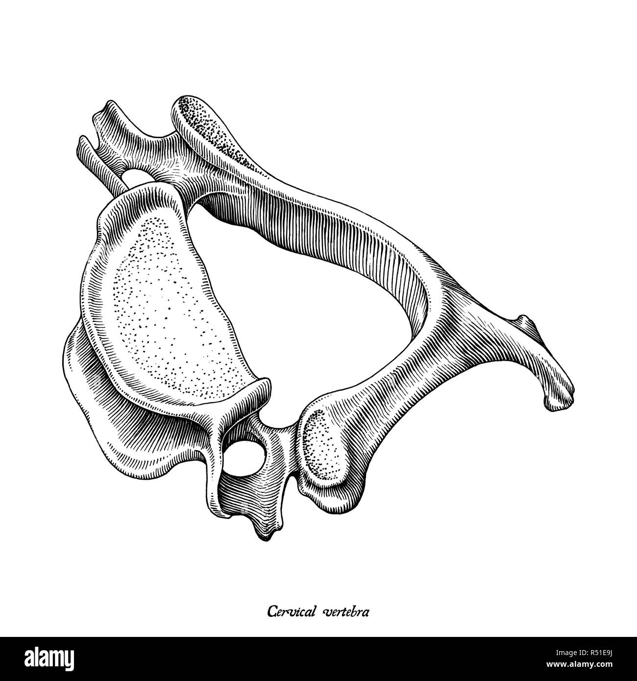 Halswirbel der menschlichen Anatomie superior laterale Ansicht Hand zeichnen vintage Clipart auf weißem Hintergrund Stock Vektor