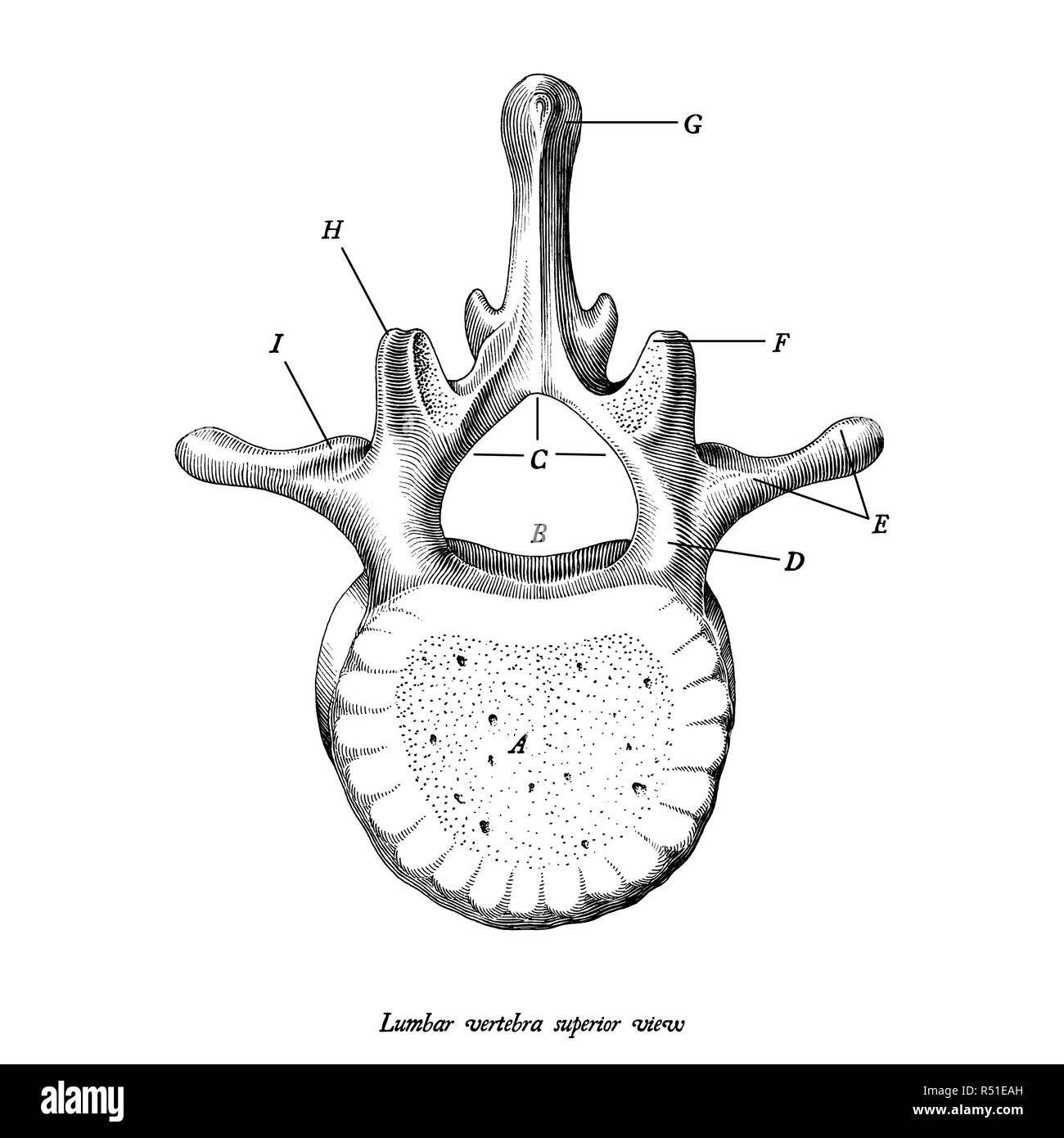 Lendenwirbel Superior View Anatomie Hand zeichnen Vintage clip art auf weißem Hintergrund mit Beschreibung isoliert Stock Vektor