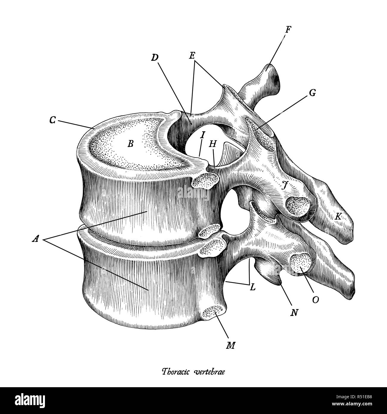Brustwirbel Anatomie Jahrgang Illustration Clipart auf weißem Hintergrund mit Beschreibung isoliert Stock Vektor