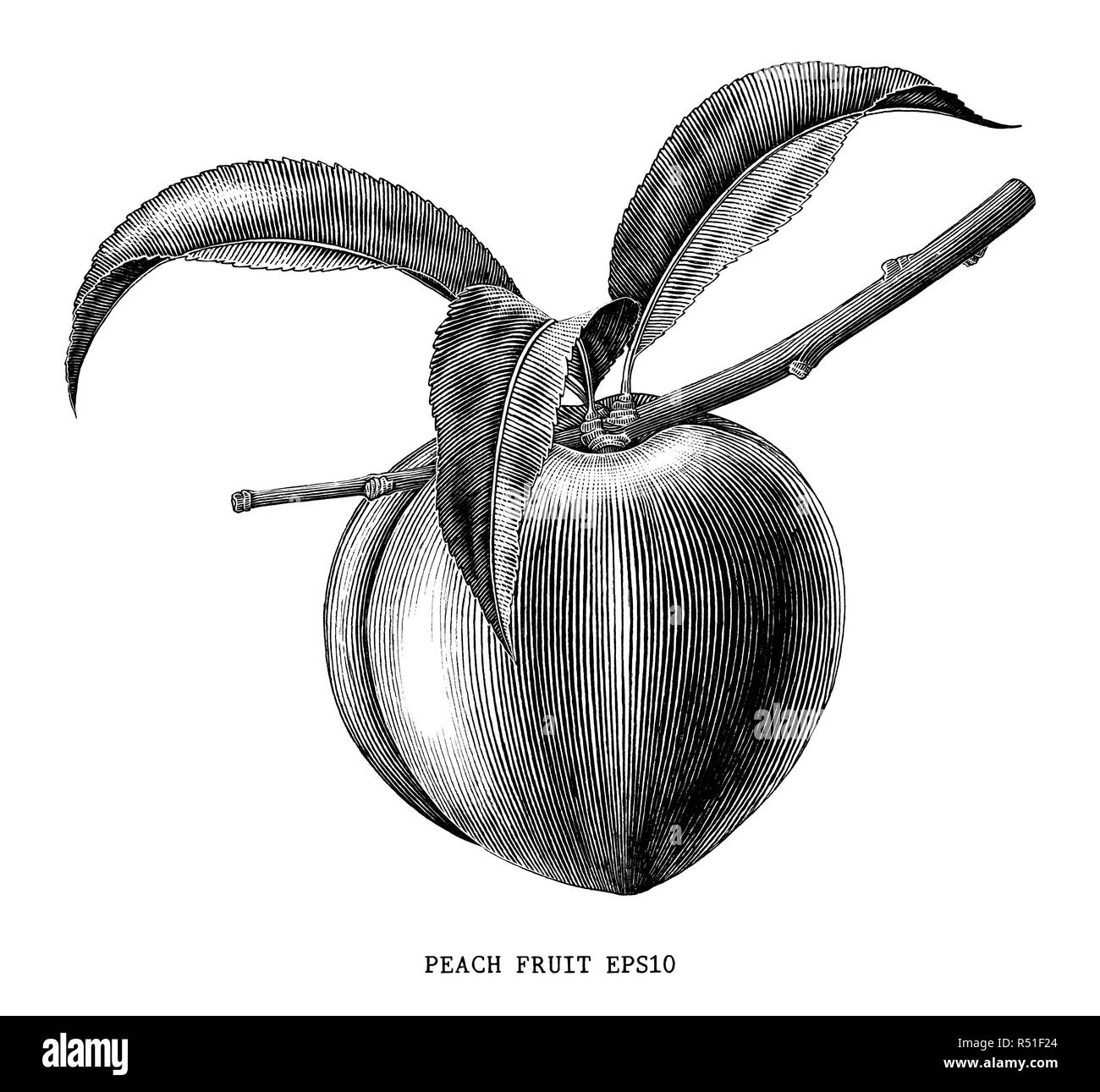 Pfirsich Obst Zweig vintage Gravur Abbildung auf weißem Hintergrund Stock Vektor