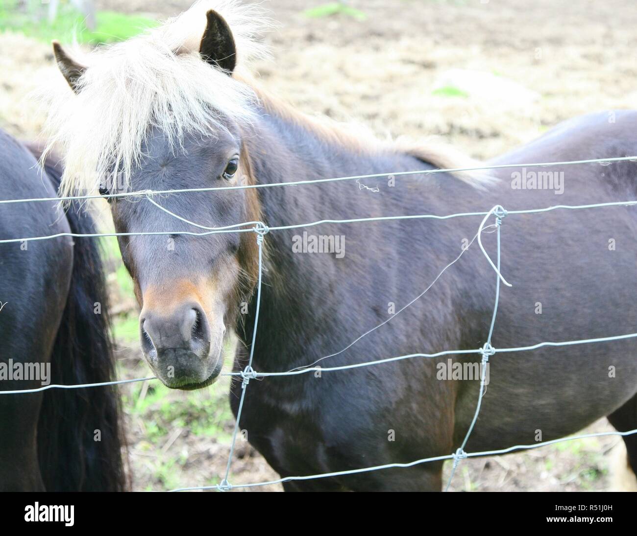 Pony mit weißer Mann, der durch einen Zaun Stockfoto