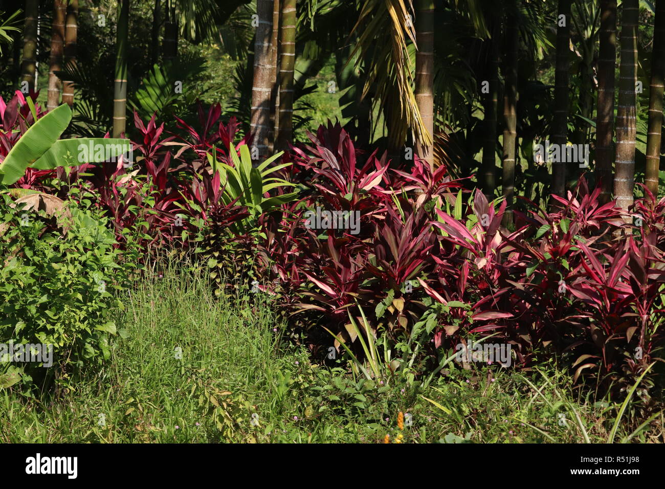 Flora in andaman Trunk Road Stockfoto