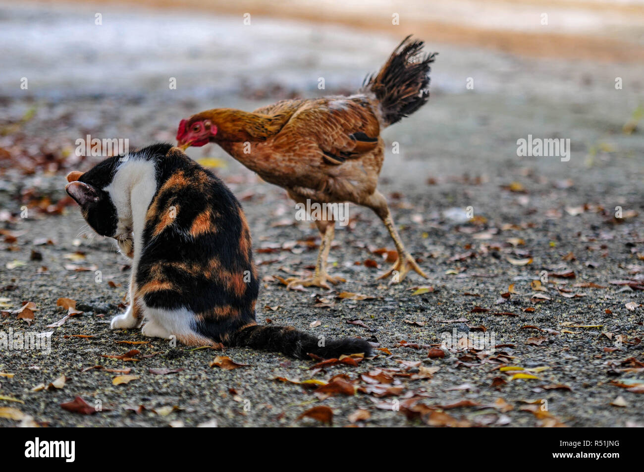 Katze und chiken Stockfoto