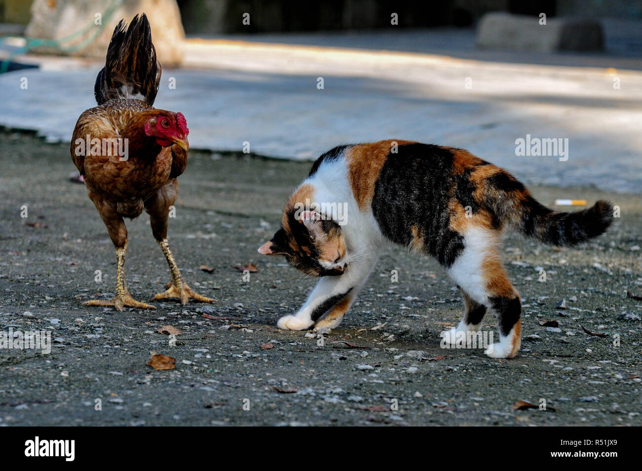 Katze und chiken Stockfoto