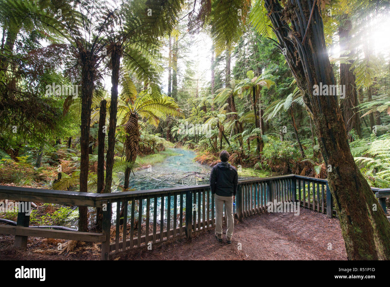 Rotorua Redwood Forest Walk Stockfoto