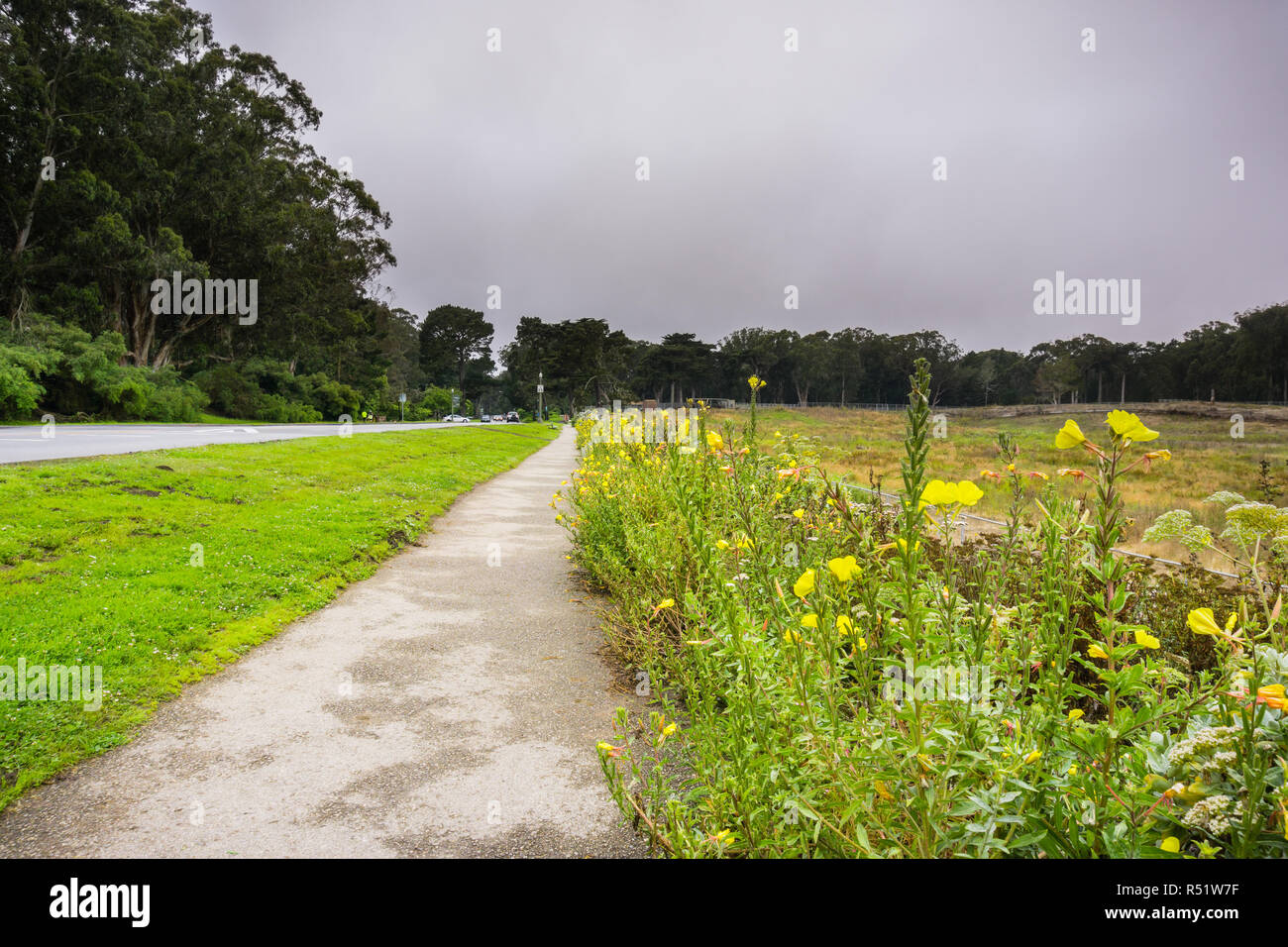 Der Hooker Nachtkerzenöl (Oenothera elata) Wildblumen blühen auf der Seite von einem Wanderweg im Golden Gate Park, San Francisco, Kalifornien Stockfoto