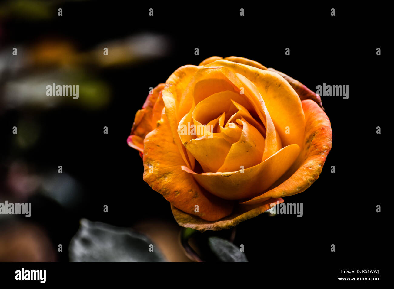 In der Nähe von orange Rose; unscharfer Hintergrund Stockfoto
