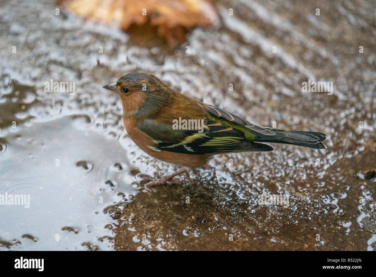 Gemeinsame Buchfink in Brecon Beacons National Park, Wales UK Stockfoto