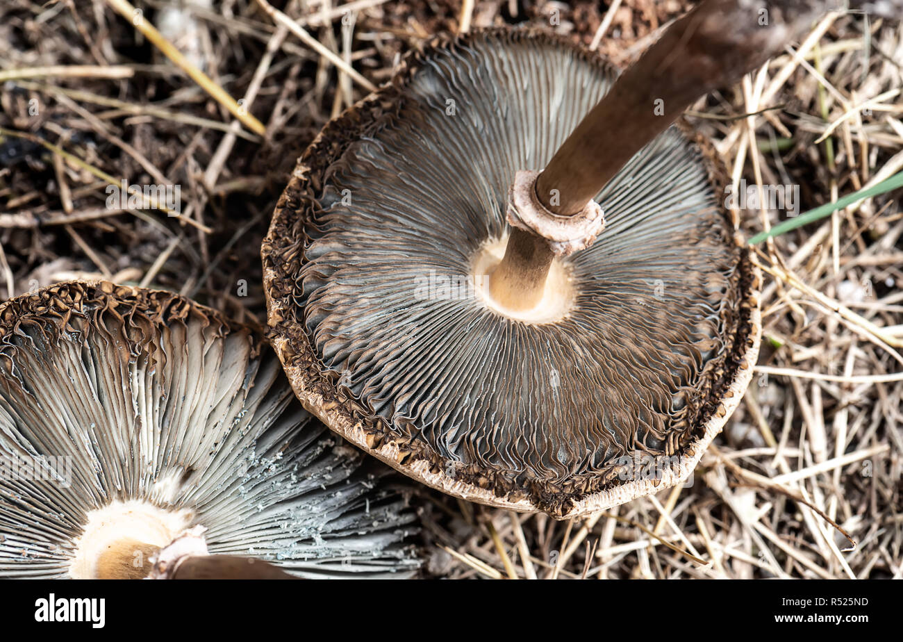 Gift giftige Pilze auf dem Gras getrocknet. Stockfoto