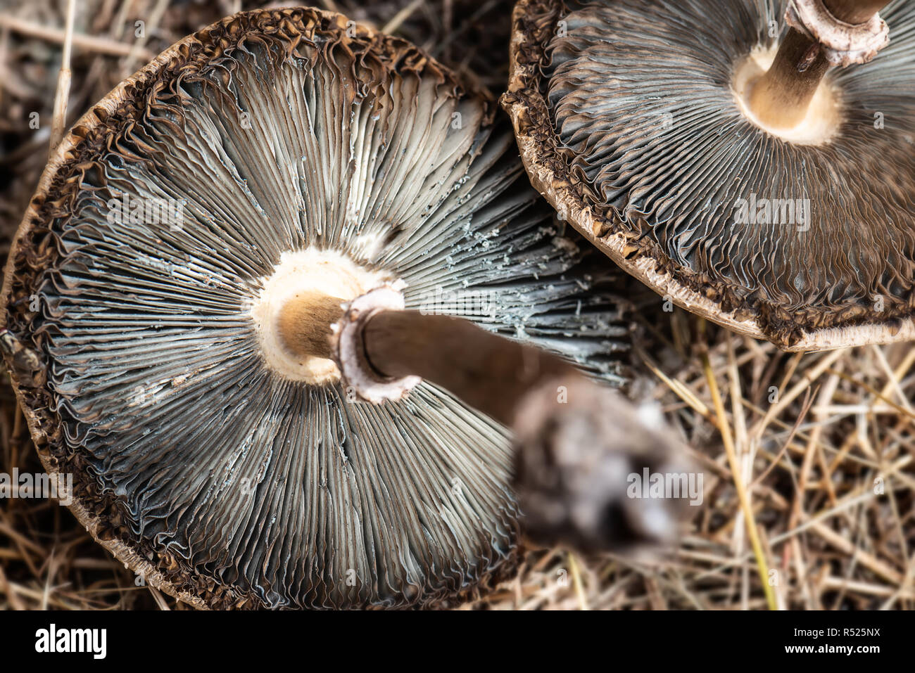 Gift giftige Pilze auf dem Gras getrocknet. Stockfoto