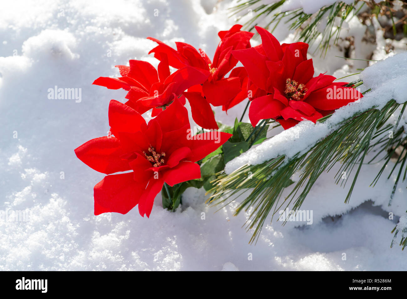 Winter Urlaub Dekoration Konzept: Blhender Holiday Red Weihnachtsstern und  gefrorenen Schnee Tannenbaum, Zweige in Forest Park erhalten  Stockfotografie - Alamy